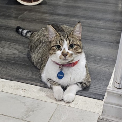 {petName}, a Tan - White Domestic Sh Cat