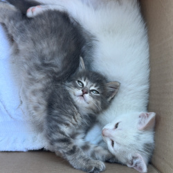 {petName}, a Light-grey, Grey, Dark-grey American Bobtail Cat