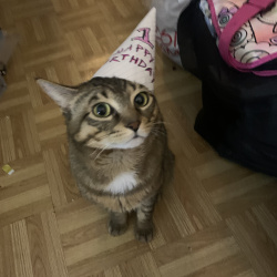 {petName}, a White, Dark-grey, Dark-brown, Brown, Rust, Tan Tabby  Cat