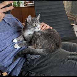 {petName}, a Black, Grey, Red, White Domestic Shorthair Cat