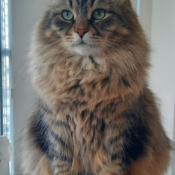 {petName}, a Dark-grey, Dark-brown, Tan, Light-brown, Fawn, Blonde Siberian Cat