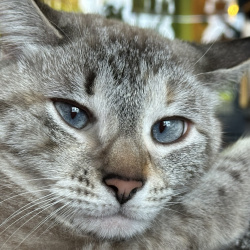 %name%, a %color% %breed% %type%