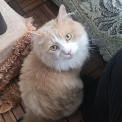 {petName}, a Orange, White Domestic Longhair Cat