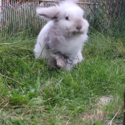 {petName}, a White, Light-grey, Light-brown Rabbit Cat