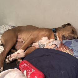 {petName}, a Fawn American Bully Dog